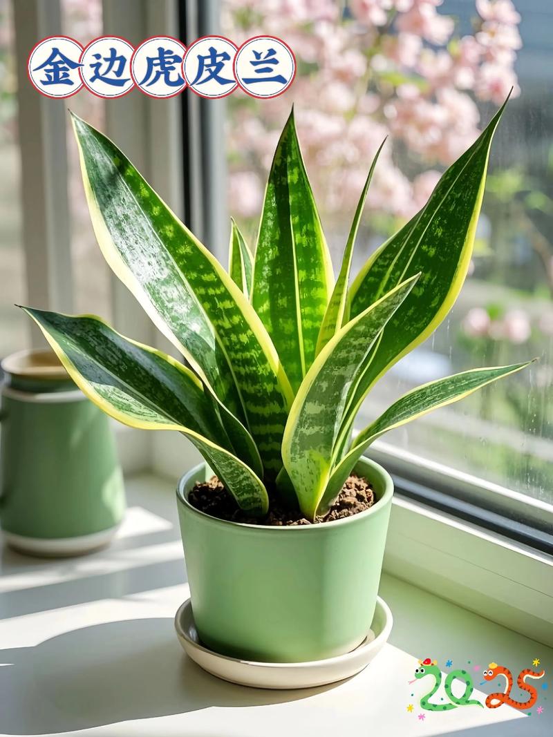 虎皮兰有什么作用,能除甲醛吗?虎皮兰去甲醛吗\虎皮兰?-第6张图片-优品飞百科 虎皮兰有什么作用,能除甲醛吗?虎皮兰去甲醛吗\虎皮兰?-第6张图片-优品飞百科