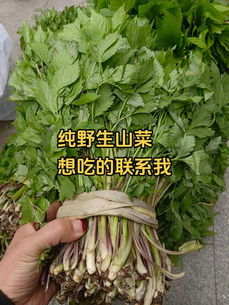 蜂斗菜的主要作用，蜂斗菜的有毒性吗-第1张图片-优品飞百科