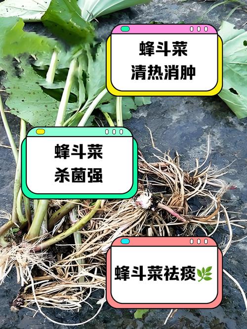 蜂斗菜的主要作用，蜂斗菜的有毒性吗-第2张图片-优品飞百科