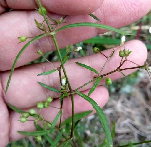 蜂斗菜的主要作用，蜂斗菜的有毒性吗-第3张图片-优品飞百科