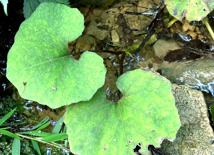 蜂斗菜的主要作用，蜂斗菜的有毒性吗-第5张图片-优品飞百科