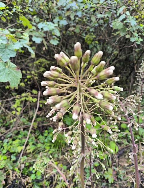 蜂斗菜的主要作用，蜂斗菜的有毒性吗-第6张图片-优品飞百科