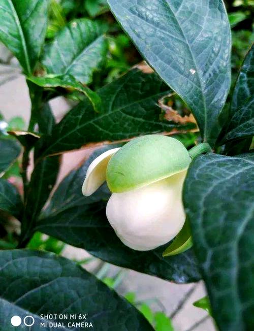 夜合花有毒吗？夜合花的花语是什么？