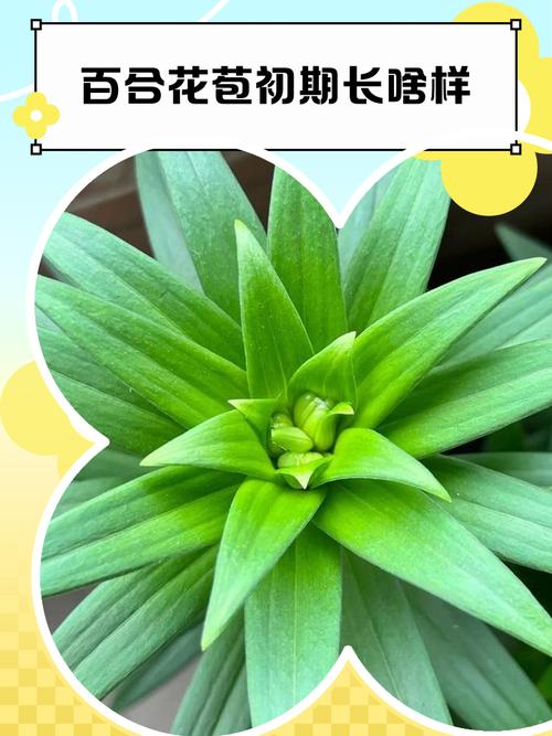 夜合花有毒吗?夜合花的花语是什么?-第2张图片-优品飞百科 夜合花有毒吗?夜合花的花语是什么?-第2张图片-优品飞百科