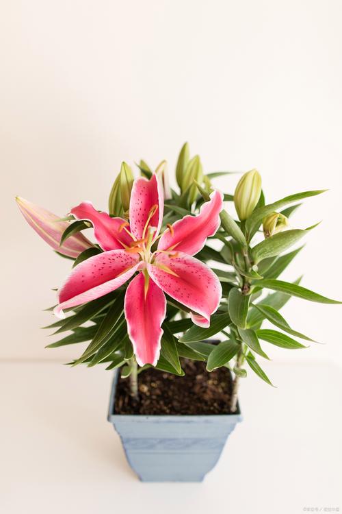 夜合花有毒吗?夜合花的花语是什么?-第3张图片-优品飞百科 夜合花有毒吗?夜合花的花语是什么?-第3张图片-优品飞百科