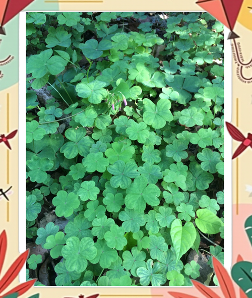 夜合花有毒吗?夜合花的花语是什么?-第4张图片-优品飞百科 夜合花有毒吗?夜合花的花语是什么?-第4张图片-优品飞百科