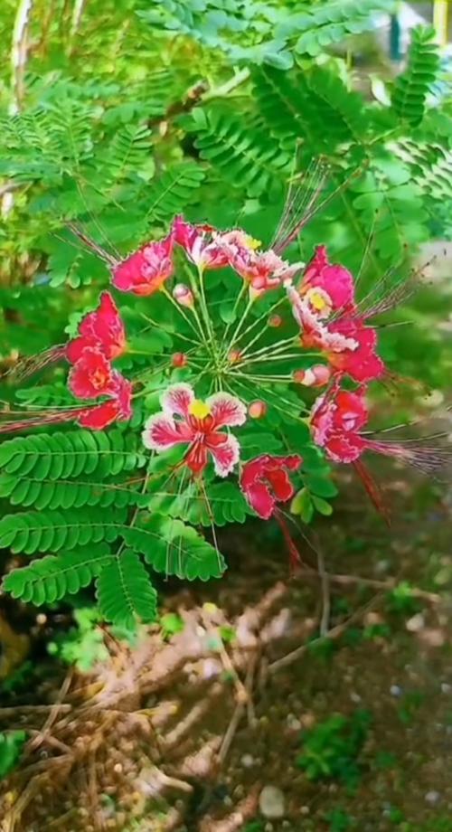 夜合花有毒吗?夜合花的花语是什么?-第5张图片-优品飞百科 夜合花有毒吗?夜合花的花语是什么?-第5张图片-优品飞百科