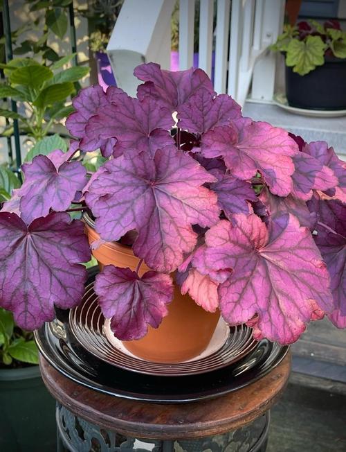 矾根怎么养，矾根图片，矾根的栽培技术-第1张图片-优品飞百科