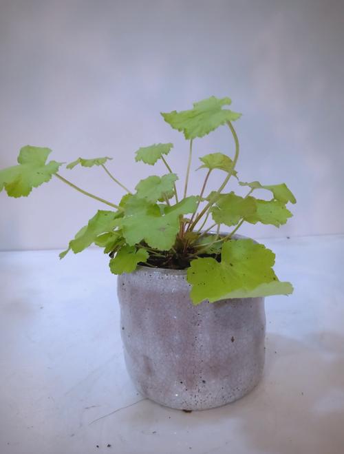 矾根怎么养，矾根图片，矾根的栽培技术-第2张图片-优品飞百科