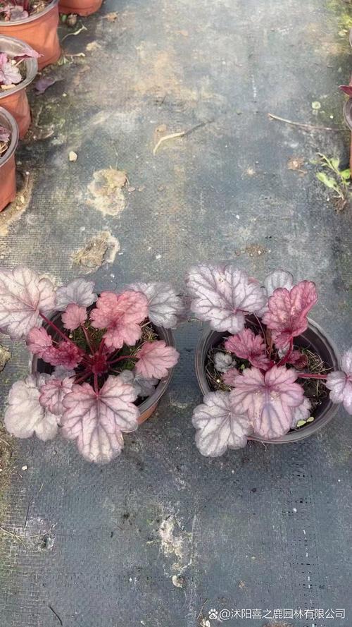 矾根怎么养，矾根图片，矾根的栽培技术-第3张图片-优品飞百科