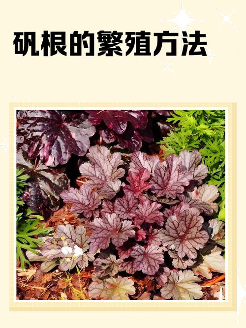 矾根怎么养，矾根图片，矾根的栽培技术-第4张图片-优品飞百科