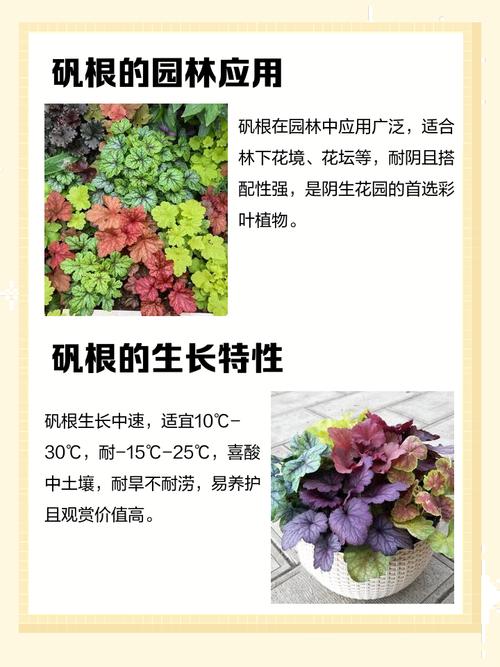 矾根怎么养，矾根图片，矾根的栽培技术-第5张图片-优品飞百科