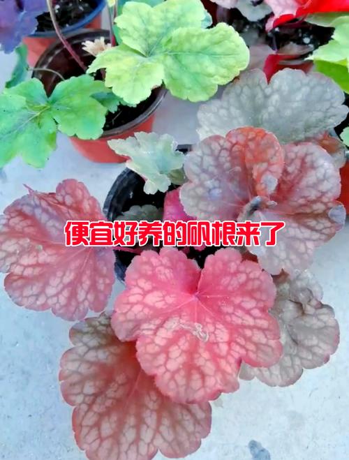 矾根怎么养，矾根图片，矾根的栽培技术-第6张图片-优品飞百科