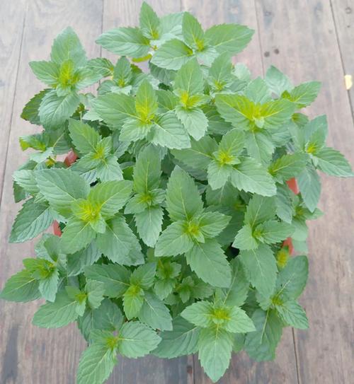 使君子的花语和文化传说，使君子的花有毒吗？-第5张图片-优品飞百科