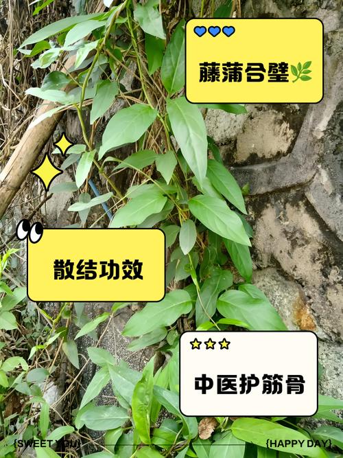 鸡屎藤的功效与作用，鸡屎藤的功效与作用性味归经-第1张图片-优品飞百科