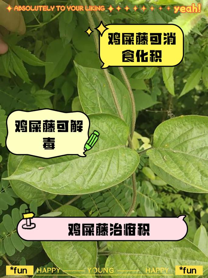 鸡屎藤的功效与作用，鸡屎藤的功效与作用性味归经-第2张图片-优品飞百科