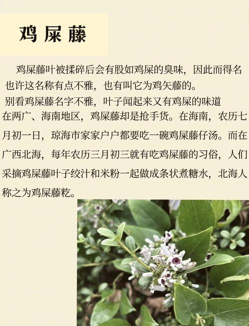 鸡屎藤的功效与作用，鸡屎藤的功效与作用性味归经-第3张图片-优品飞百科