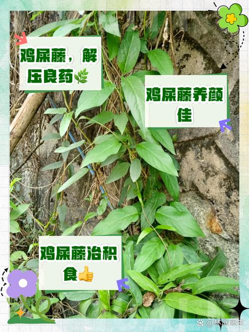 鸡屎藤的功效与作用，鸡屎藤的功效与作用性味归经-第5张图片-优品飞百科