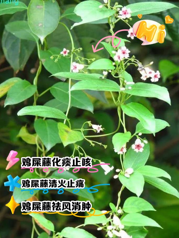 鸡屎藤的功效与作用，鸡屎藤的功效与作用性味归经-第6张图片-优品飞百科