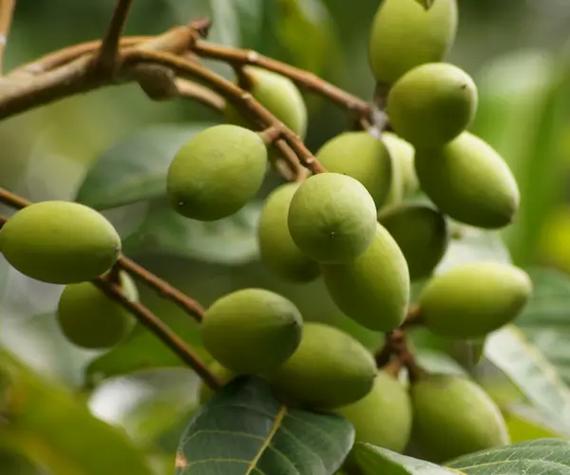 橄榄花的功效与作用，橄榄的用途和功效-第1张图片-优品飞百科