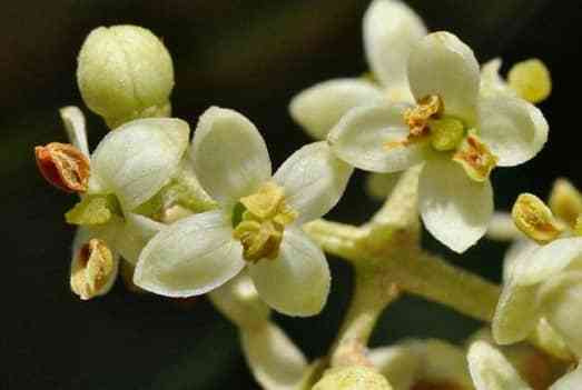 橄榄花的功效与作用，橄榄的用途和功效-第2张图片-优品飞百科