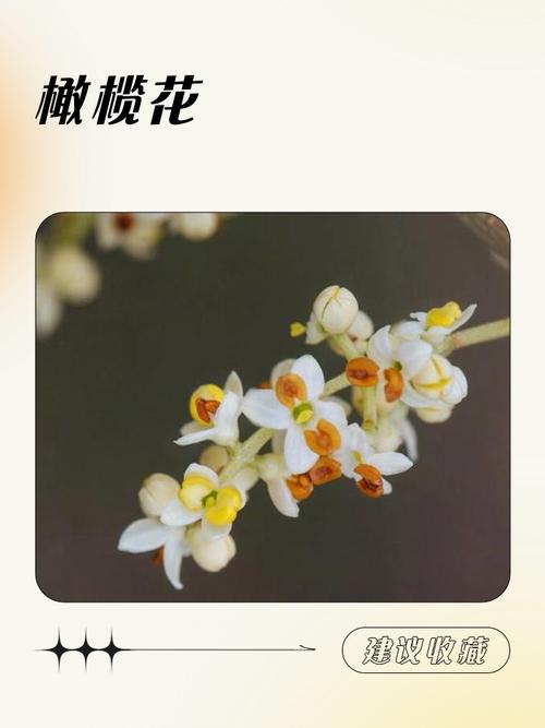 橄榄花的功效与作用，橄榄的用途和功效-第3张图片-优品飞百科