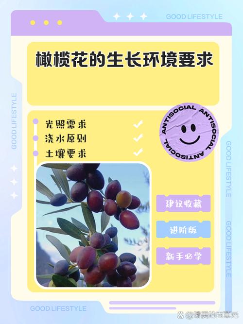 橄榄花的功效与作用，橄榄的用途和功效-第5张图片-优品飞百科