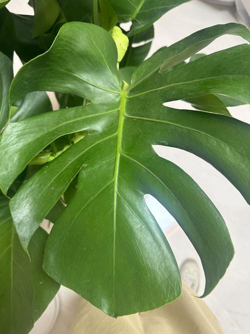 龟背竹有什么寓意？龟背竹最旺三个属相？-第1张图片-优品飞百科