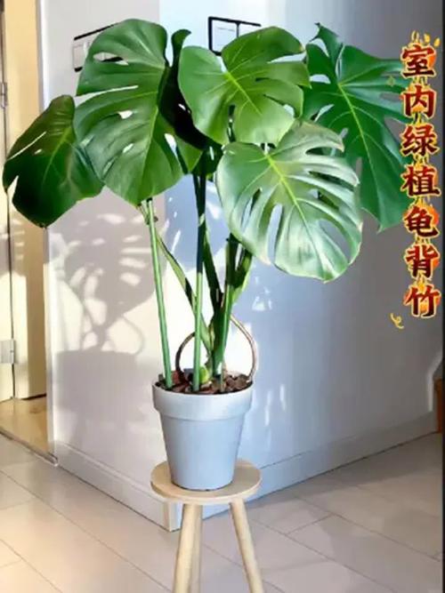 龟背竹有什么寓意？龟背竹最旺三个属相？-第2张图片-优品飞百科