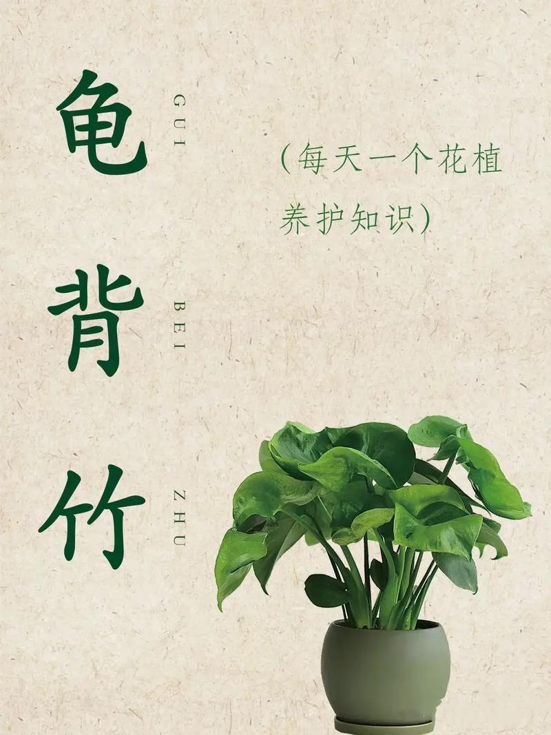 龟背竹有什么寓意？龟背竹最旺三个属相？-第3张图片-优品飞百科