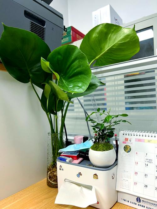 龟背竹有什么寓意？龟背竹最旺三个属相？-第4张图片-优品飞百科