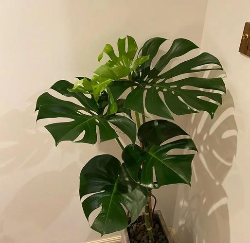 龟背竹有什么寓意？龟背竹最旺三个属相？-第6张图片-优品飞百科