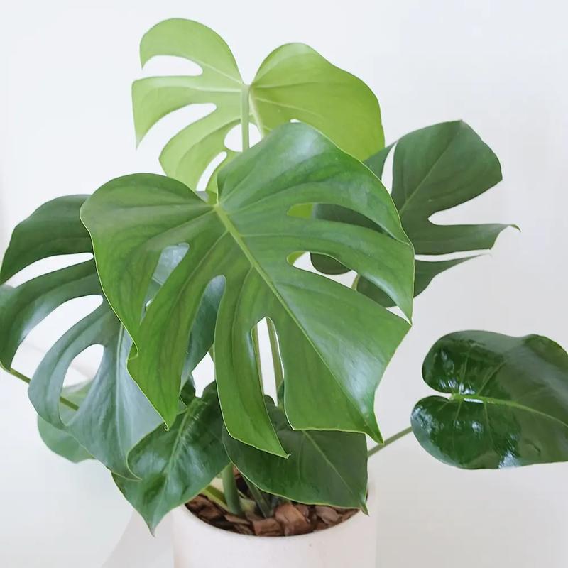 龟背竹有什么寓意？龟背竹最旺三个属相？-第5张图片-优品飞百科