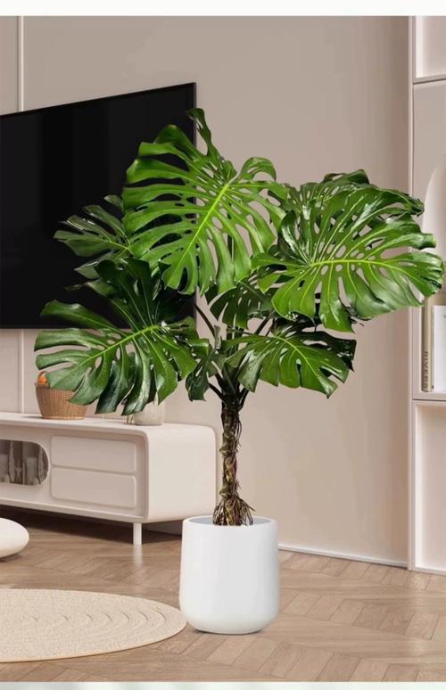 龟背竹有什么寓意？龟背竹最旺三个属相？-第7张图片-优品飞百科