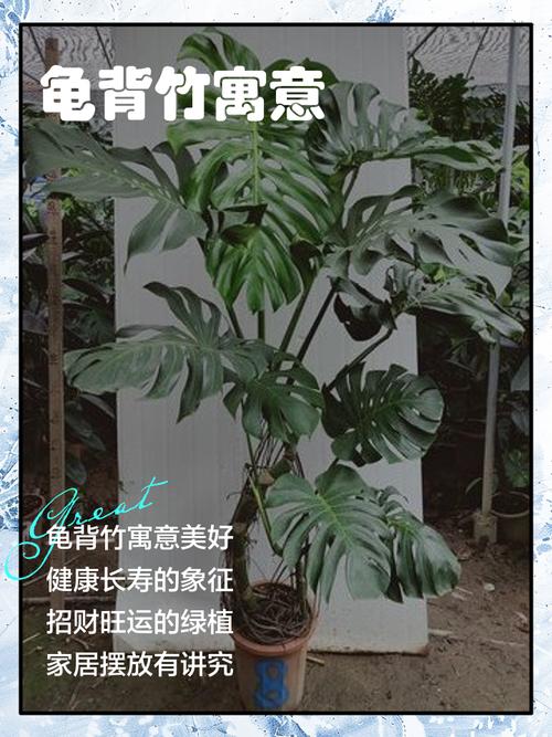 龟背竹有什么寓意？龟背竹最旺三个属相？-第8张图片-优品飞百科