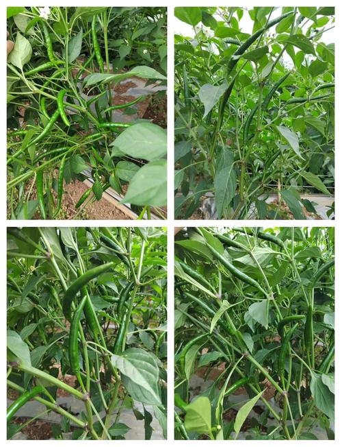 朝天椒的品种分类？朝天椒什么品种比较好产量比较高？