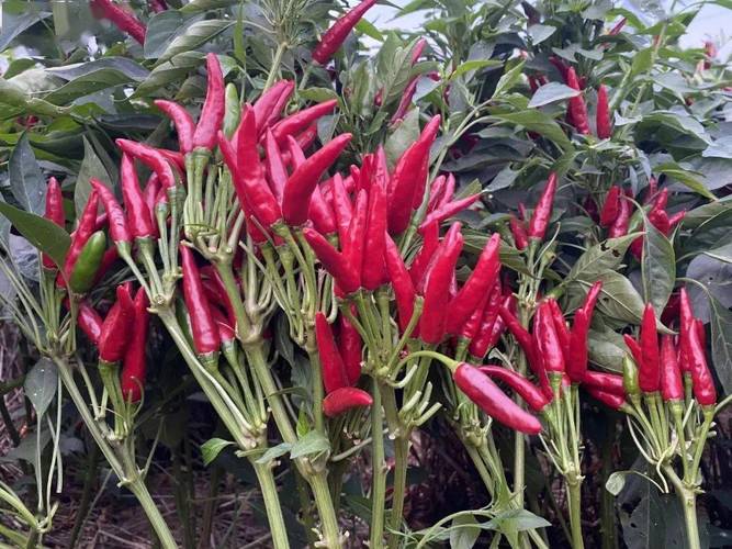 朝天椒的品种分类？朝天椒什么品种比较好产量比较高？-第3张图片-优品飞百科