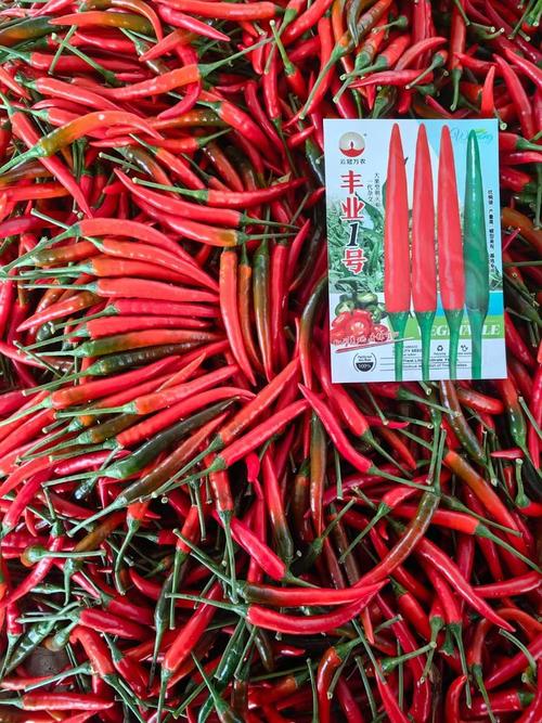 朝天椒的品种分类？朝天椒什么品种比较好产量比较高？-第4张图片-优品飞百科