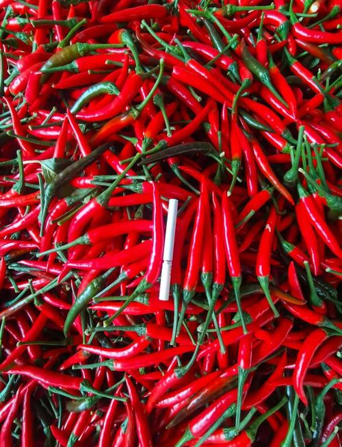 朝天椒的品种分类？朝天椒什么品种比较好产量比较高？-第6张图片-优品飞百科