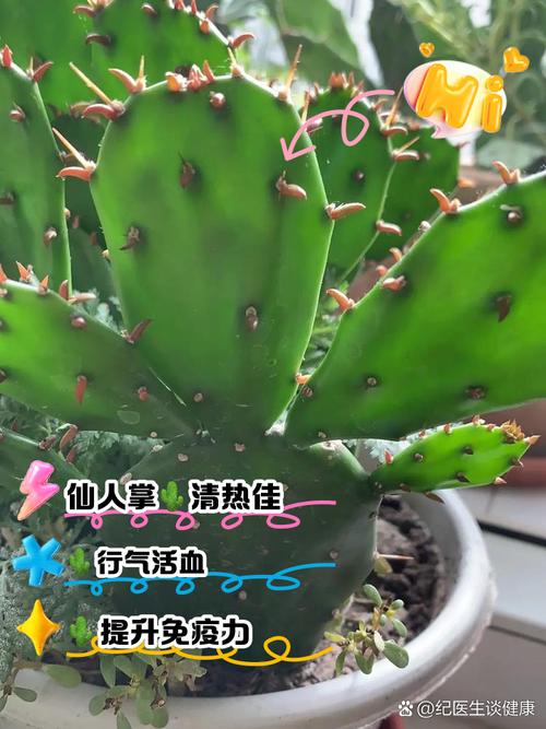 仙人掌去甲醛吗，仙人掌可不可以吸收甲醛-第1张图片-优品飞百科