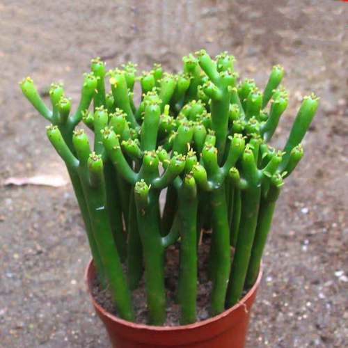 仙人掌去甲醛吗，仙人掌可不可以吸收甲醛-第2张图片-优品飞百科