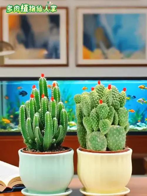 仙人掌去甲醛吗，仙人掌可不可以吸收甲醛-第3张图片-优品飞百科