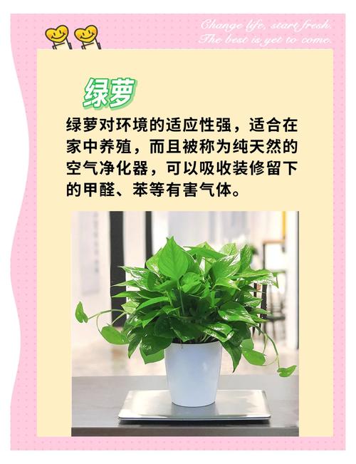 仙人掌去甲醛吗，仙人掌可不可以吸收甲醛-第4张图片-优品飞百科