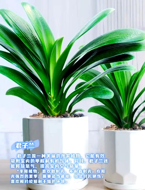 仙人掌去甲醛吗，仙人掌可不可以吸收甲醛-第5张图片-优品飞百科