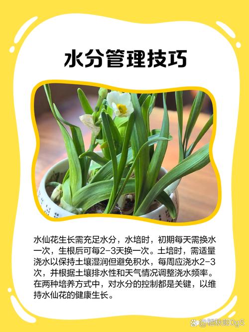 水仙花休眠期怎样养护，水仙花休眠期过后怎么管理，水仙花期过后应该如何处理？