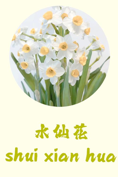 水仙花休眠期怎样养护，水仙花休眠期过后怎么管理，水仙花期过后应该如何处理？-第3张图片-优品飞百科