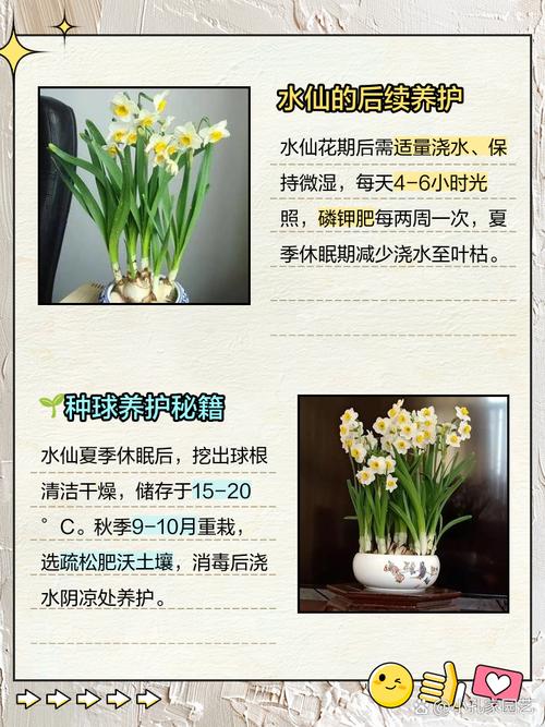 水仙花休眠期怎样养护，水仙花休眠期过后怎么管理，水仙花期过后应该如何处理？-第4张图片-优品飞百科