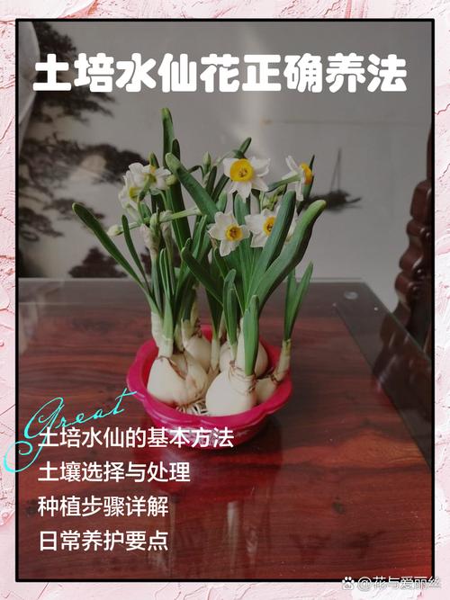 水仙花休眠期怎样养护，水仙花休眠期过后怎么管理，水仙花期过后应该如何处理？-第5张图片-优品飞百科