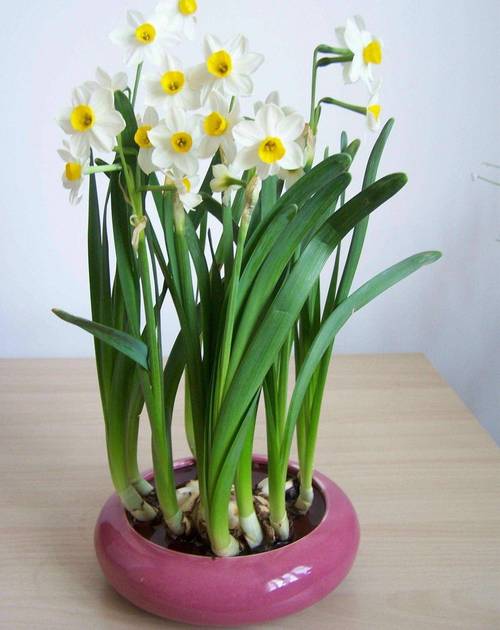 水仙花休眠期怎样养护，水仙花休眠期过后怎么管理，水仙花期过后应该如何处理？-第7张图片-优品飞百科