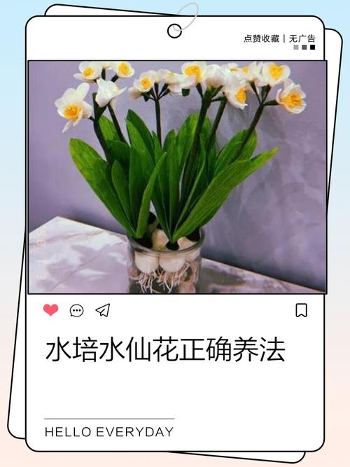 水仙花休眠期怎样养护，水仙花休眠期过后怎么管理，水仙花期过后应该如何处理？-第8张图片-优品飞百科